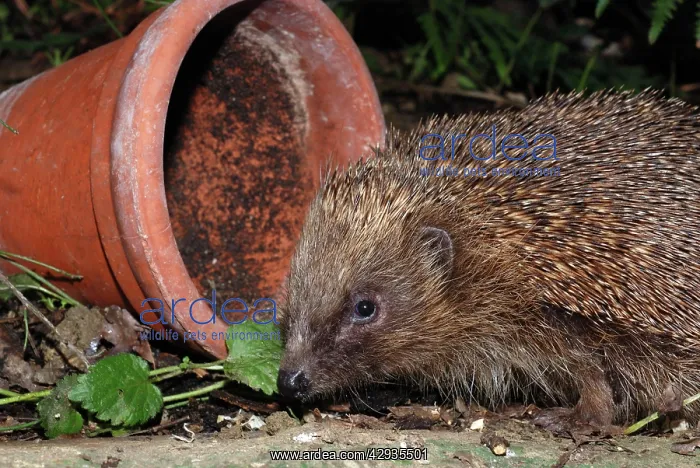 : Hedgehog - in garden : Hedgehog - in garden