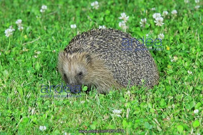 : Hedgehog - on garden lawn feeding : Hedgehog - on garden lawn feeding