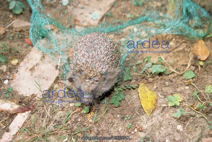 : HEDGEHOG - in garden netting : HEDGEHOG - in garden netting