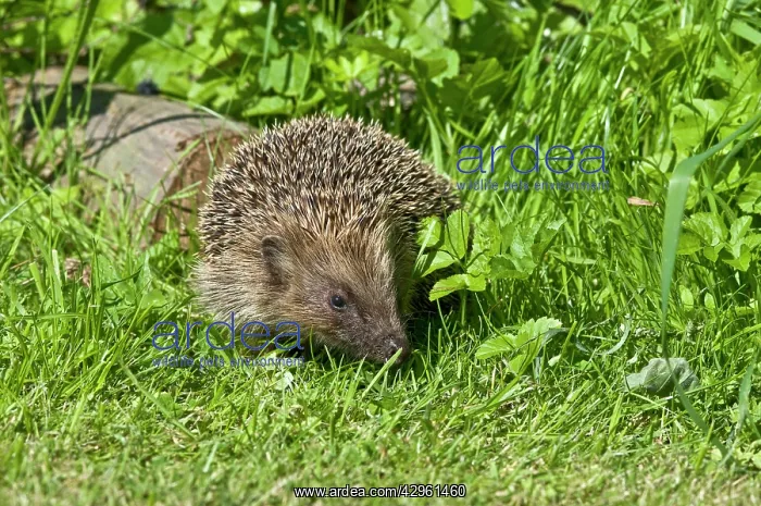 : Hedgehog - in grass with log behind : Hedgehog - in grass with log behind