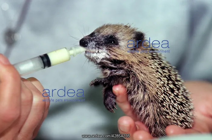 : Hedgehog - being hand reared, drinking milk from : Hedgehog - being hand reared, drinking milk from