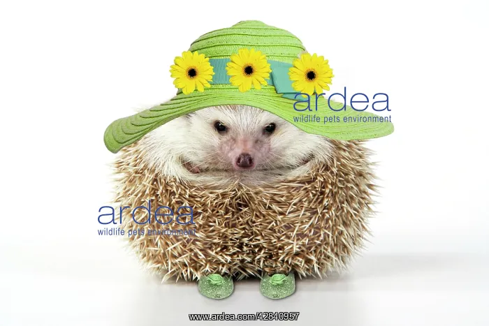 : Hedgehog - in hat and shoes - Easter : Hedgehog - in hat and shoes - Easter