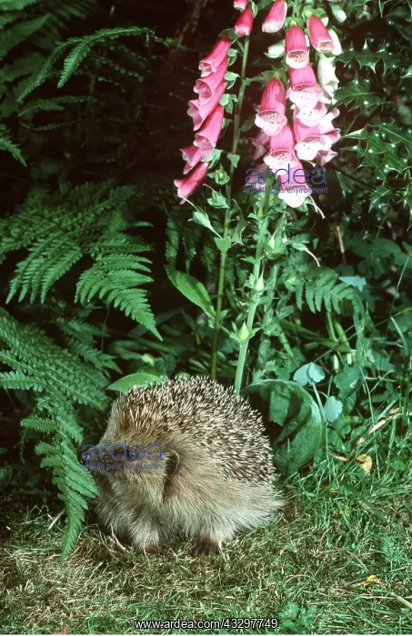 : HEDGEHOG - in hedgerow : HEDGEHOG - in hedgerow