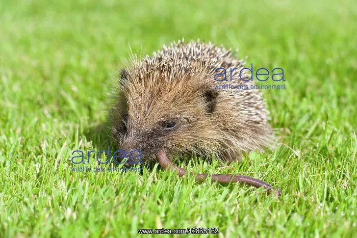 : Hedgehog - juvenile eating earthworm on lawn : Hedgehog - juvenile eating earthworm on lawn