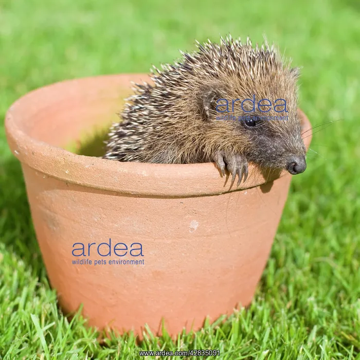 : Hedgehog - Juvenile in flower pot : Hedgehog - Juvenile in flower pot