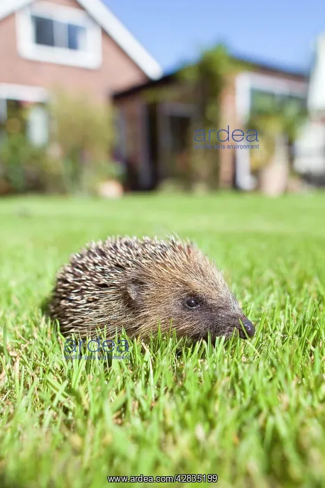 : Hedgehog - juvenile on garden lawn in daylight : Hedgehog - juvenile on garden lawn in daylight