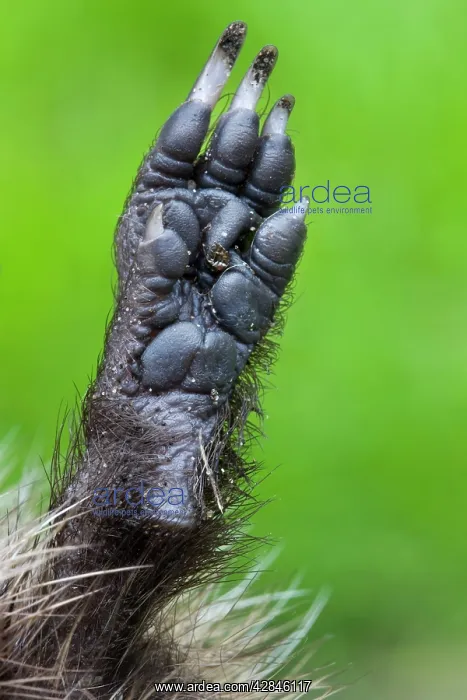 : Hedgehog - leg : Hedgehog - leg