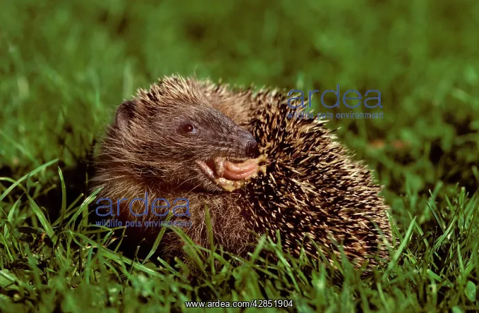: HEDGEHOG - licking his back, self anointing. : HEDGEHOG - licking his back, self anointing.