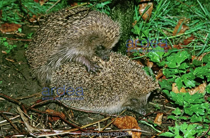 : HEDGEHOG - mating at night : HEDGEHOG - mating at night
