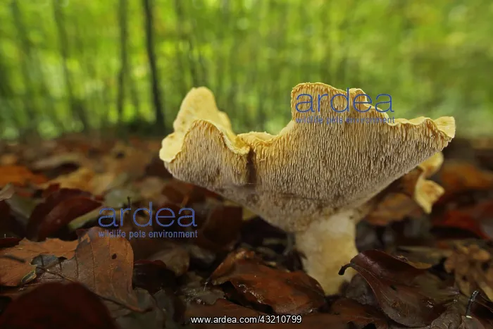  : Hedgehog mushroom (Hydnum repandum), view from b
