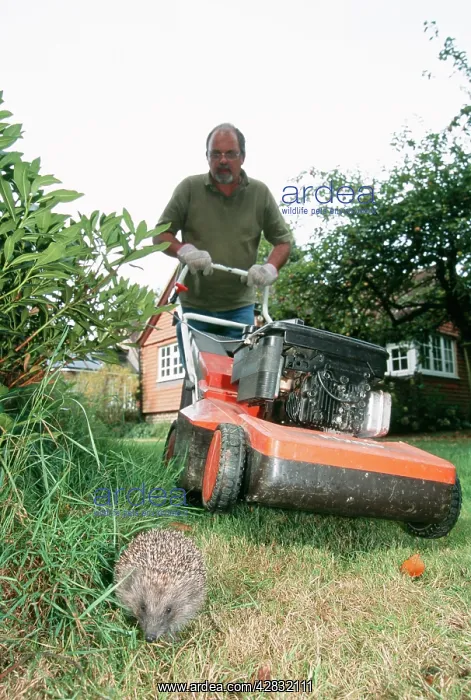 : Hedgehog - near man with lawnmower, mowing grass : Hedgehog - near man with lawnmower, mowing grass