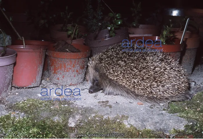 : HEDGEHOG - near plant pots : HEDGEHOG - near plant pots
