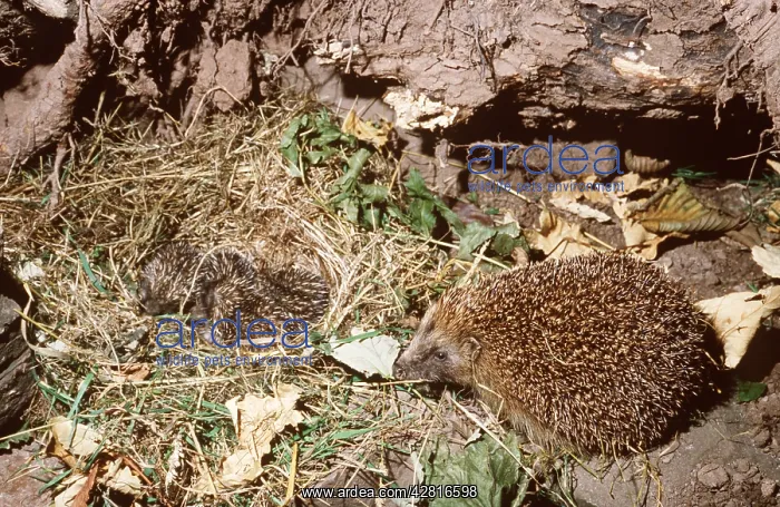 : HEDGEHOG - with nest of young : HEDGEHOG - with nest of young