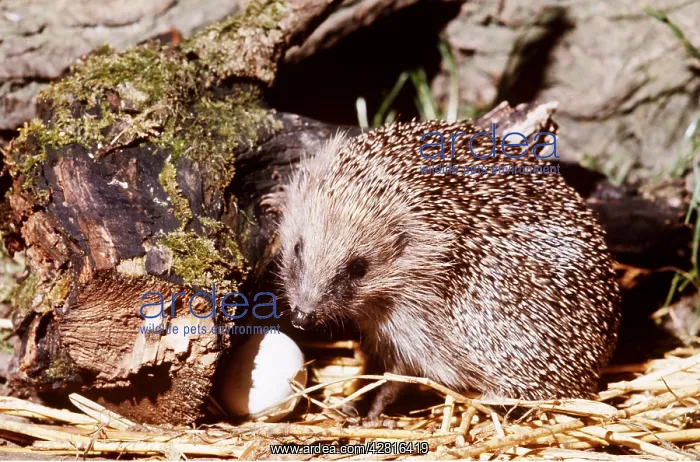 : HEDGEHOG - opening hen's egg wedged against log : HEDGEHOG - opening hen's egg wedged against log