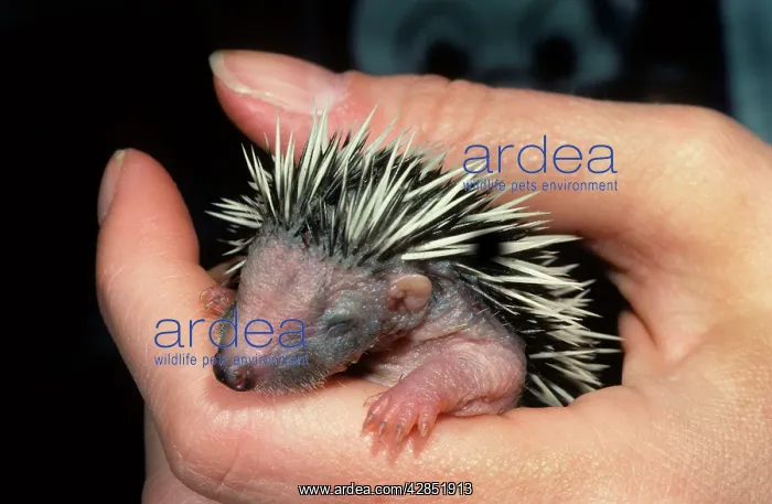 : HEDGEHOG - orphan baby in hand : HEDGEHOG - orphan baby in hand