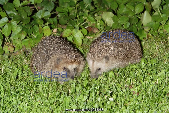 : Hedgehog - pair feeding in garden at night : Hedgehog - pair feeding in garden at night