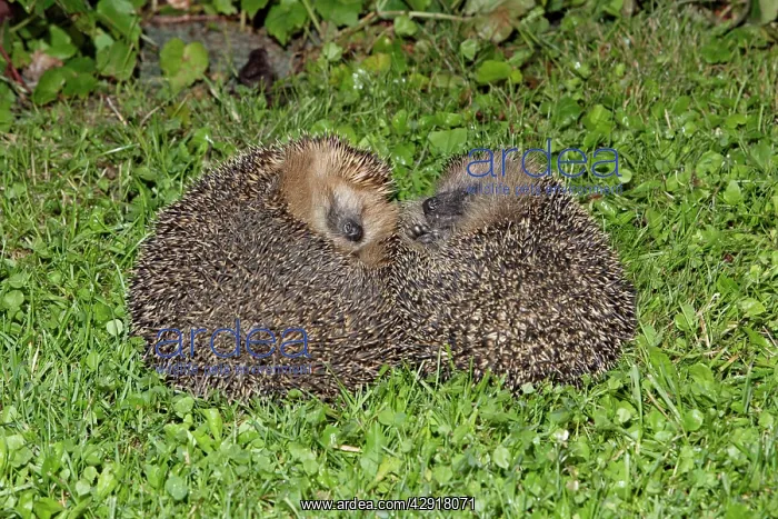 : Hedgehog - pair rolled up on garden lawn : Hedgehog - pair rolled up on garden lawn