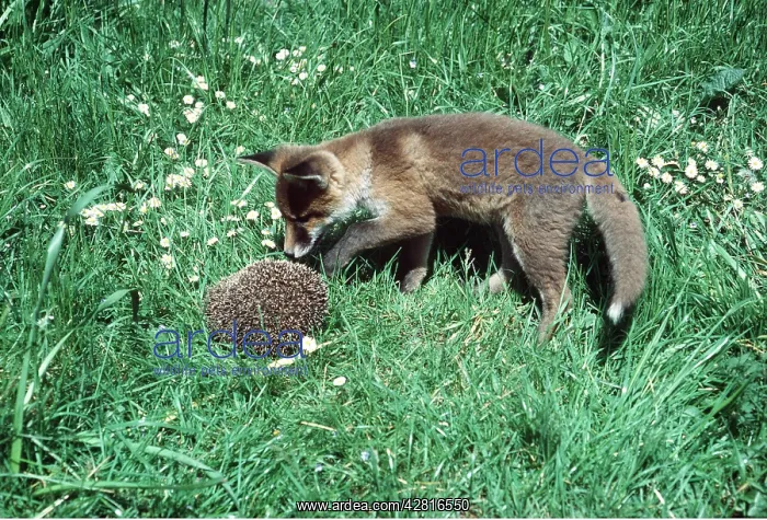 : HEDGEHOG - pestered by Fox : HEDGEHOG - pestered by Fox