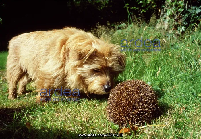 : Hedgehog - being pestered by Terrier : Hedgehog - being pestered by Terrier
