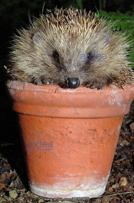 : Hedgehog - in pot in garden : Hedgehog - in pot in garden