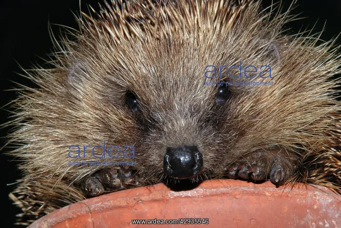  : Hedgehog - in pot in garden