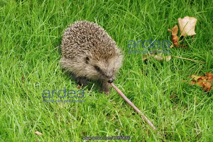 : Hedgehog - Pulling worm : Hedgehog - Pulling worm