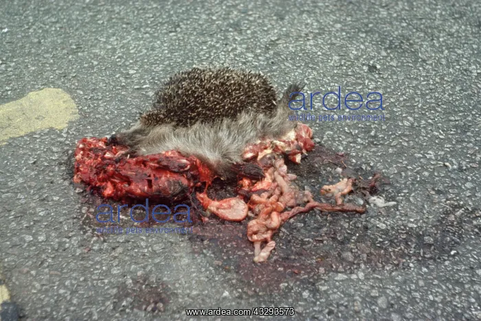 : HEDGEHOG - road casualty : HEDGEHOG - road casualty