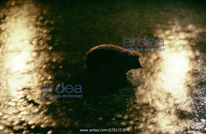 : Hedgehog - on road in headlights : Hedgehog - on road in headlights