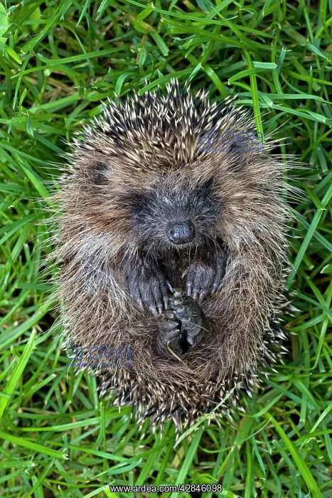 : Hedgehog - rolled up : Hedgehog - rolled up