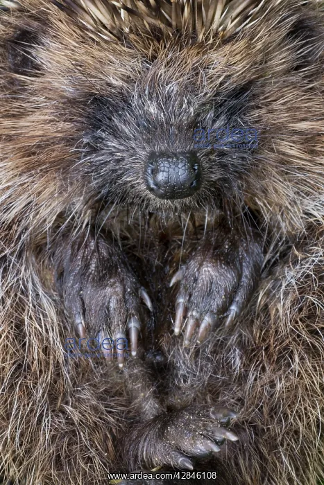  : Hedgehog - rolled up