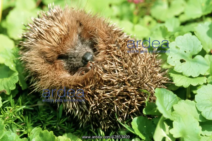 : HEDGEHOG - Rolled up in a ball : HEDGEHOG - Rolled up in a ball