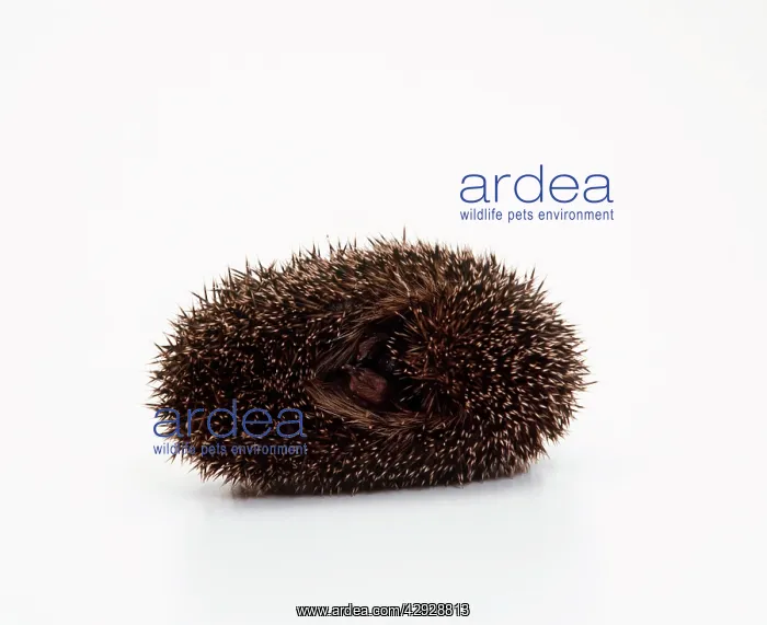 : HEDGEHOG - rolled up in studio : HEDGEHOG - rolled up in studio