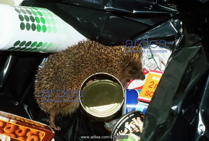 : HEDGEHOG SCAVENGING IN BIN : HEDGEHOG SCAVENGING IN BIN