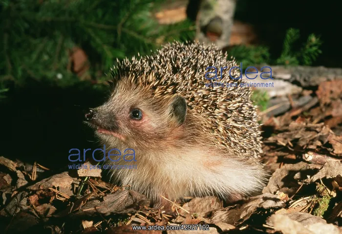: HEDGEHOG - searching for food : HEDGEHOG - searching for food