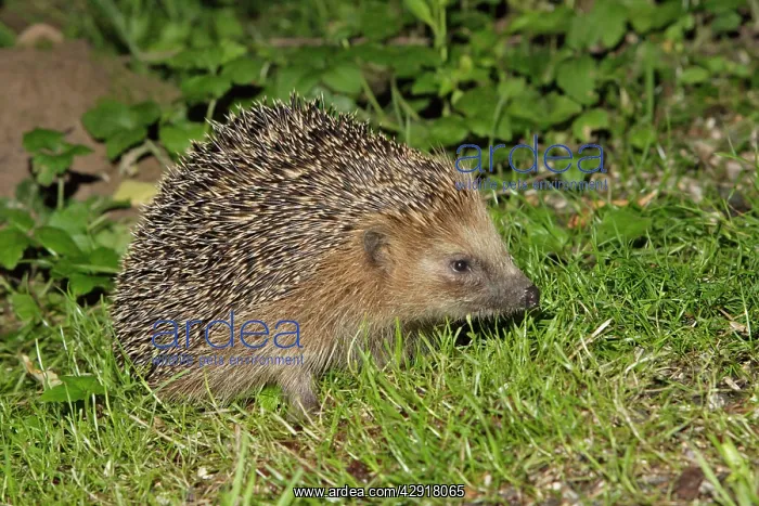 : Hedgehog - searching for food in garden at night : Hedgehog - searching for food in garden at night