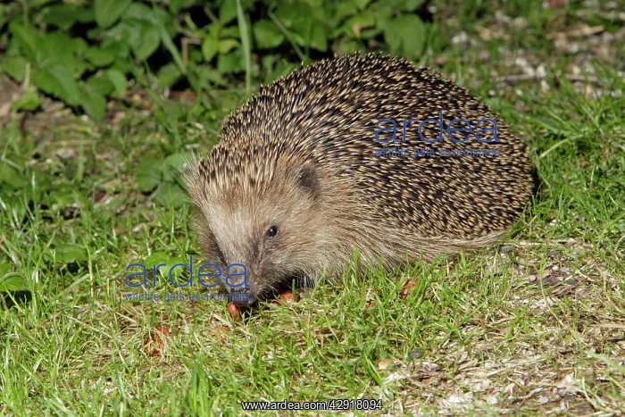 : Hedgehog - searching for food in garden at night : Hedgehog - searching for food in garden at night