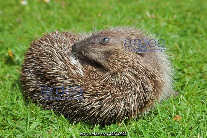 : Hedgehog - self annointing : Hedgehog - self annointing
