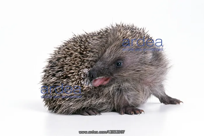 : HEDGEHOG - self-anointing itself : HEDGEHOG - self-anointing itself