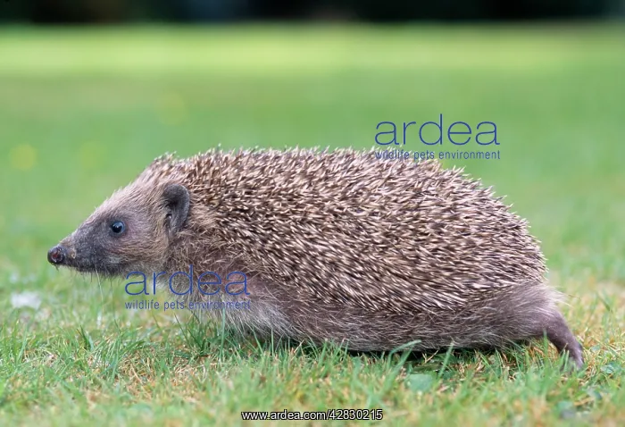 : Hedgehog - sideview : Hedgehog - sideview