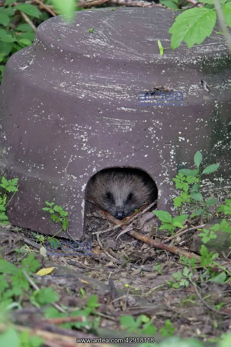 : Hedgehog - sleeping in artifical shelter, in garden : Hedgehog - sleeping in artifical shelter, in garden