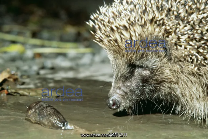 : HEDGEHOG - with slug : HEDGEHOG - with slug