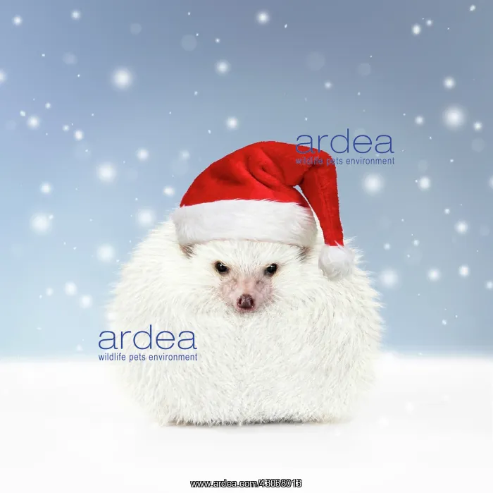 : Hedgehog snowman wearing Christmas hat in winter : Hedgehog snowman wearing Christmas hat in winter