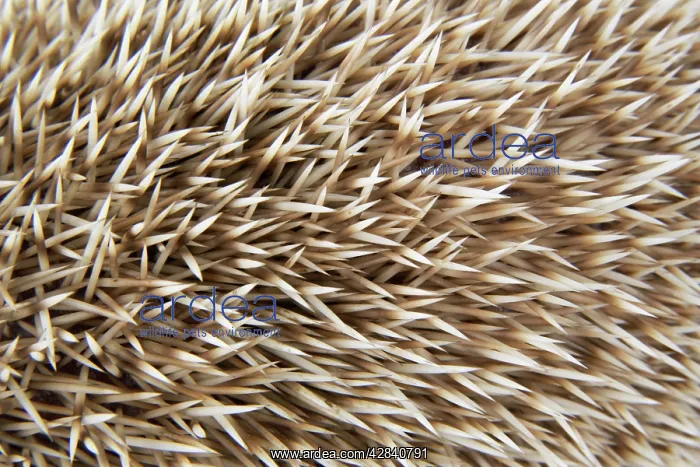 : Hedgehog spines 'blonde' : Hedgehog spines 'blonde'