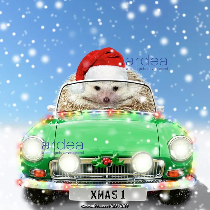 : Hedgehog in sports car driving through Christmas snow : Hedgehog in sports car driving through Christmas snow