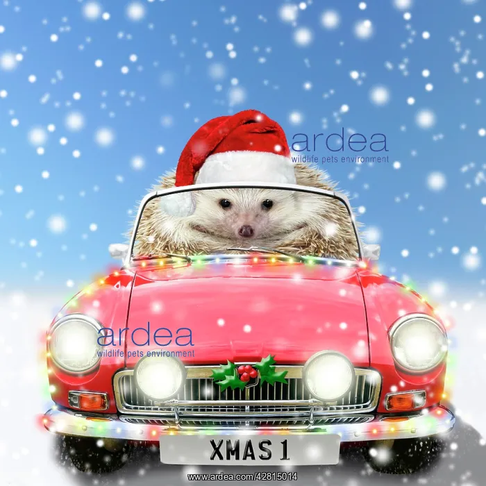 : Hedgehog in sports car driving through Christmas snow : Hedgehog in sports car driving through Christmas snow