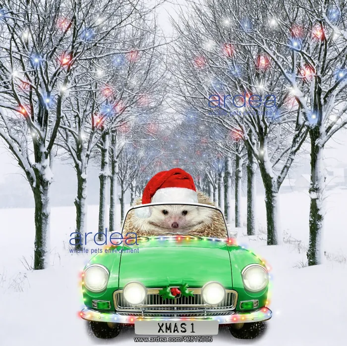 : Hedgehog in sports car driving down tree-lined avenue with C : Hedgehog in sports car driving down tree-lined avenue with C
