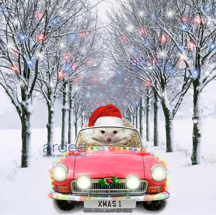 : Hedgehog in sports car driving down tree-lined avenue with C : Hedgehog in sports car driving down tree-lined avenue with C