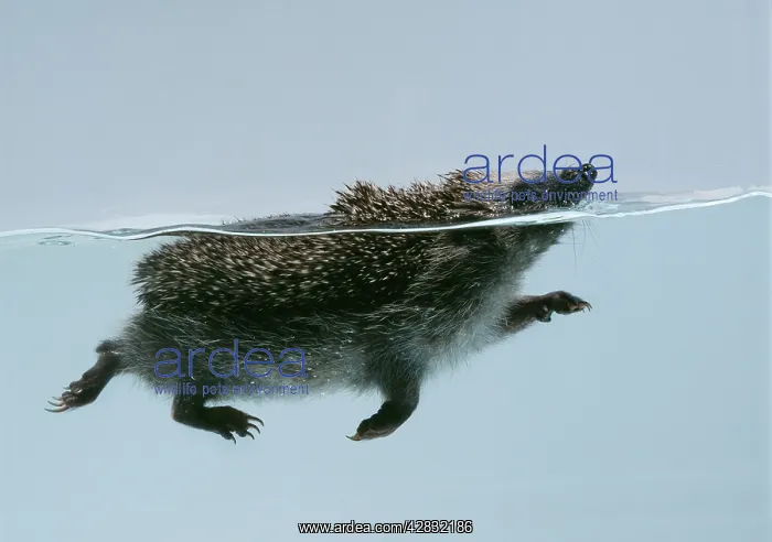 : HEDGEHOG - swimming : HEDGEHOG - swimming