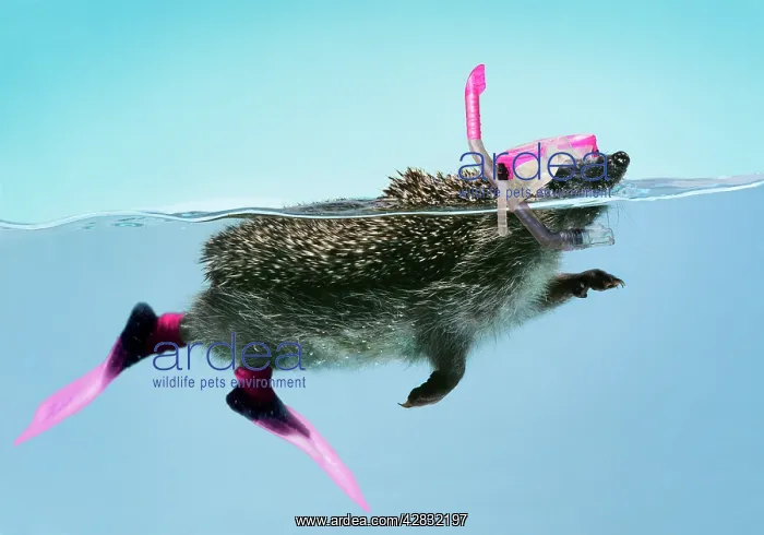 : Hedgehog - swimming in mask snorkel & flippers : Hedgehog - swimming in mask snorkel & flippers