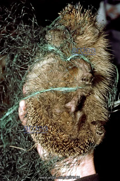 : Hedgehog - tangled up in monofilament garden netting : Hedgehog - tangled up in monofilament garden netting